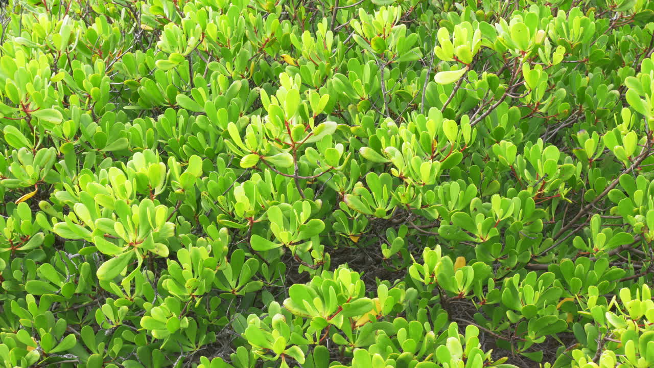 lumnitzera racemosa의 흰 꽃은 맹그로브 숲의 나무에 꽃을 피울 것입니다