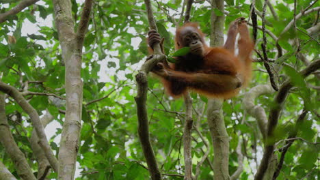 baby orangutan in treetop