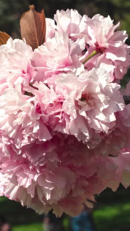 joyful celebration of sakura blooms in central park, symbol of renewal