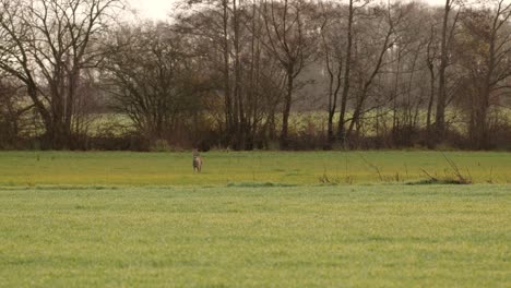 Rehe-Auf-Einem-Feld-Am-Frühen-Morgen