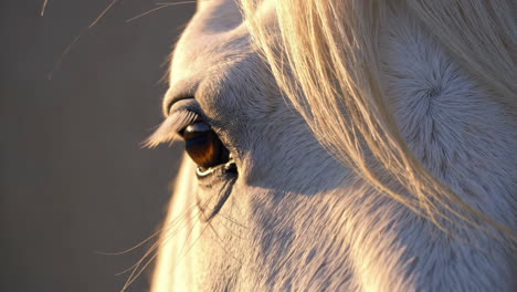 close-up of a white horse's eye