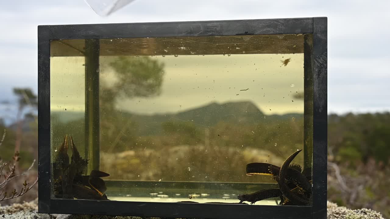 Newly captured Great Crested Newt poured into field aquarium from container after being captured from pond for research, Norway