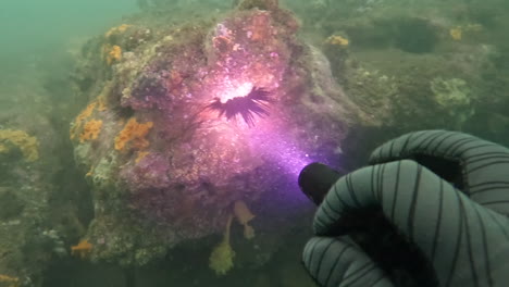 pov scuba diver shining a torch underwater searching a rocky outcrop