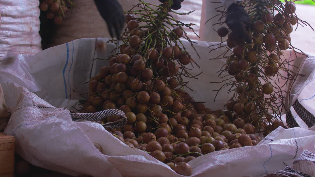 trabajadores limpiando ramas, recogiendo frutos de palma de coyol en una gran bolsa blanca de nailon en una granja productora de aceite