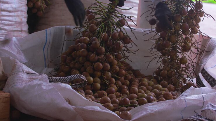 Workers cleaning branches, picking coyol palm fruit in a big white nylon bag on an oil producing farm