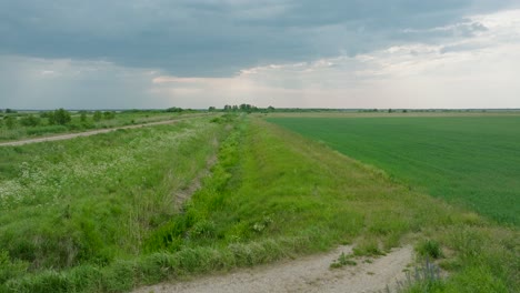 Aerial-establishing-view-of-ripening-grain-field,-organic-farming,-countryside-landscape,-production-of-food-and-biomass-for-sustainable-management,-sunny-summer-day,-drone-shot-moving-forward-low