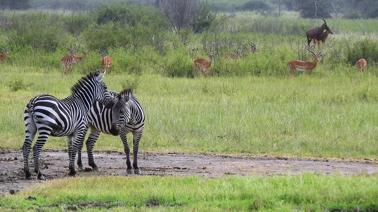 Due zebre in piedi insieme in una savana africana erbosa