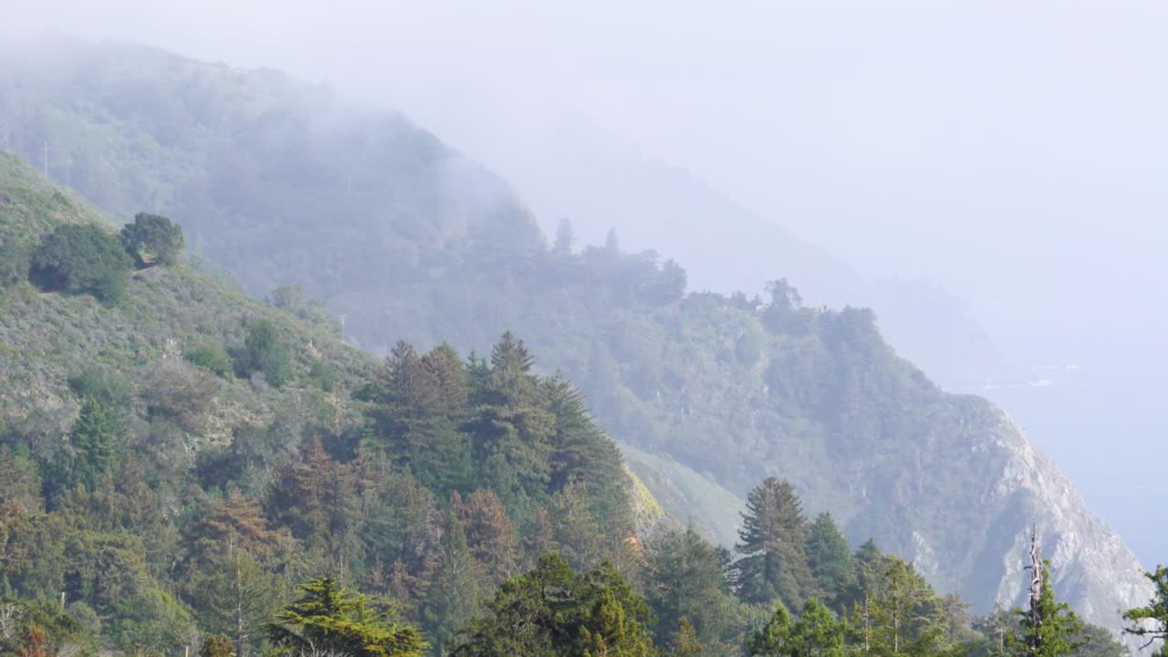 바다 옆 절벽에서 자라는 키 큰 푸른 나무의 초슬로우 모션 샷