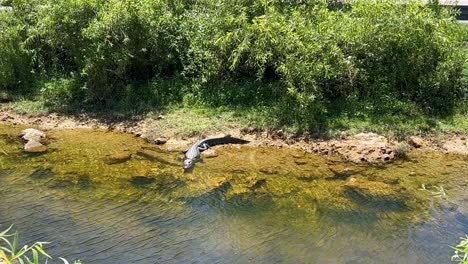 american alligator in its natural habitat