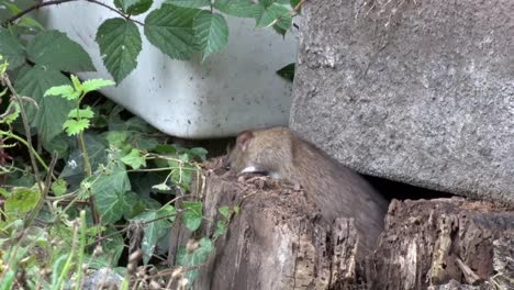 a brown rat, rattus norvegicus, looking for food in an urban garden