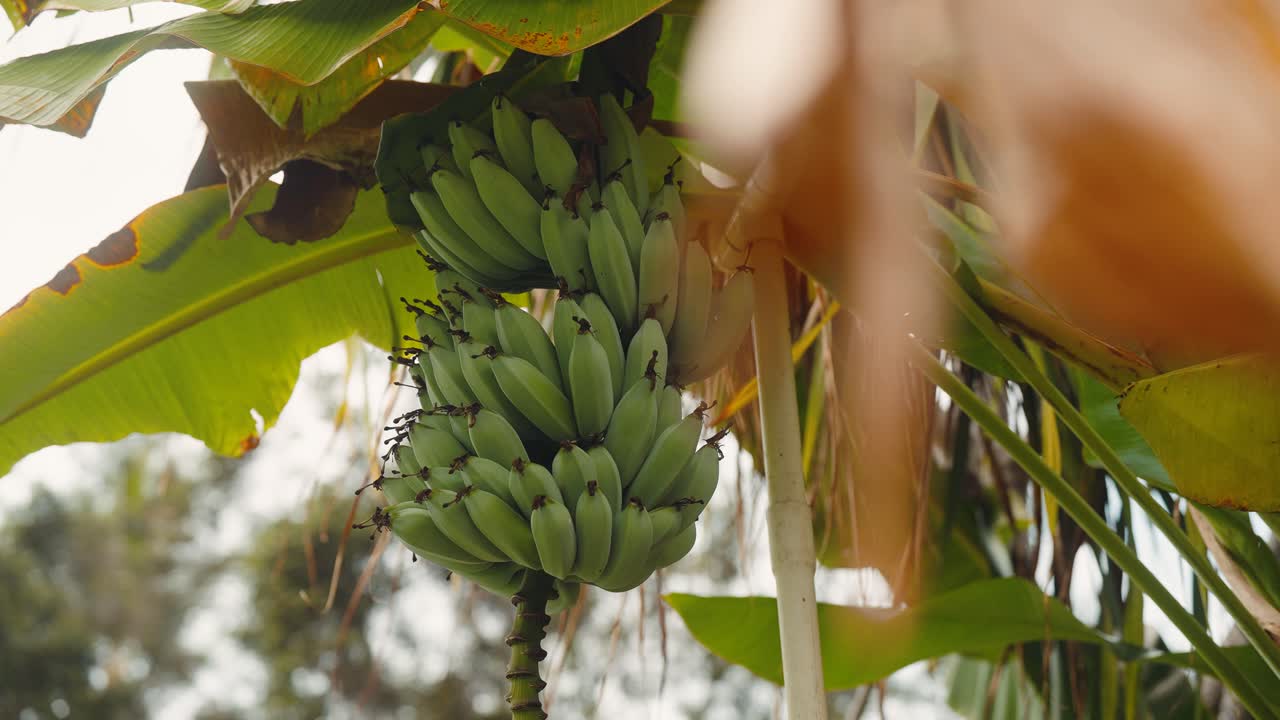 Bananas growing on tree in tropical setting