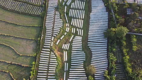 aerial drone view chili plantation with a protective cover in yogyakarta indonesia