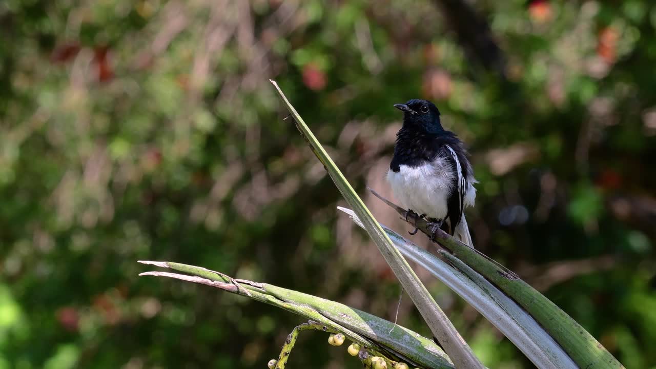 The Oriental magpie-robin is a very common passerine bird in Thailand in which it can be seen anywhere