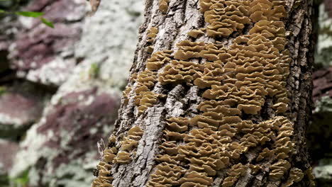 turkey tail fungus  grows on a tree trunk