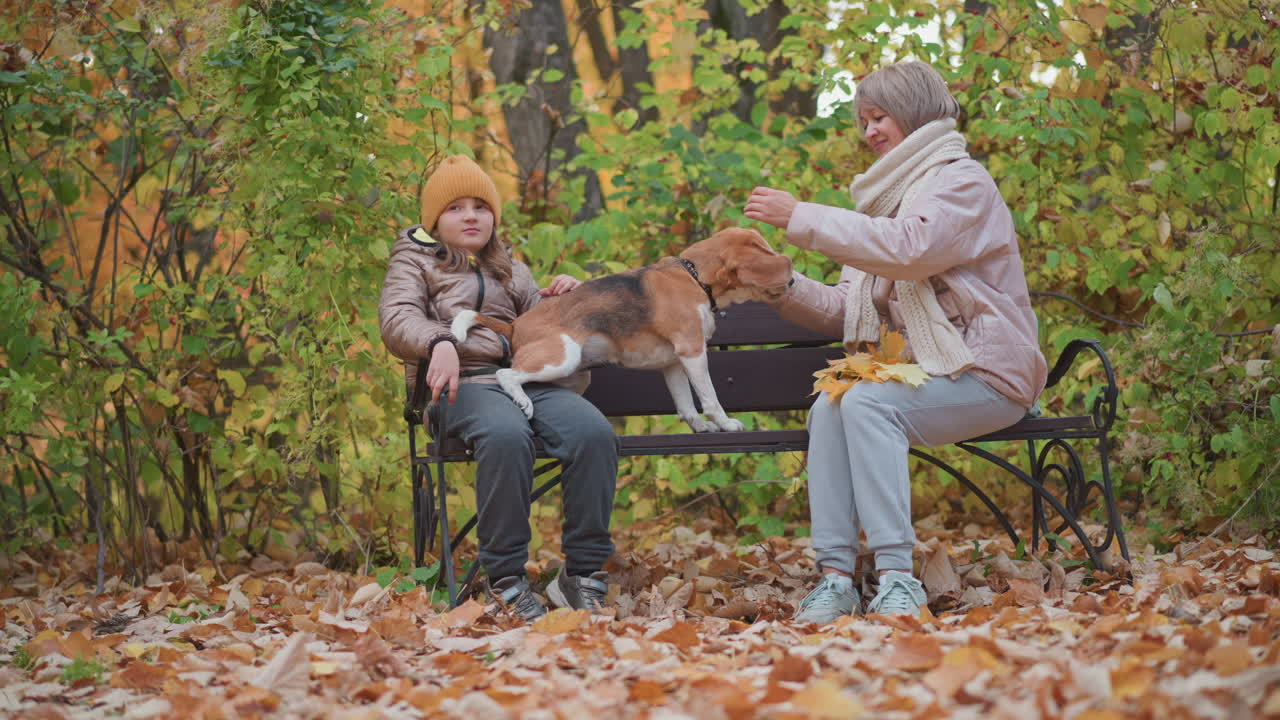 Child holds beagle across lap while woman gently supports dog head as it eats something on park bench, surrounded by golden fallen leaves and vibrant green foliage during peaceful autumn day