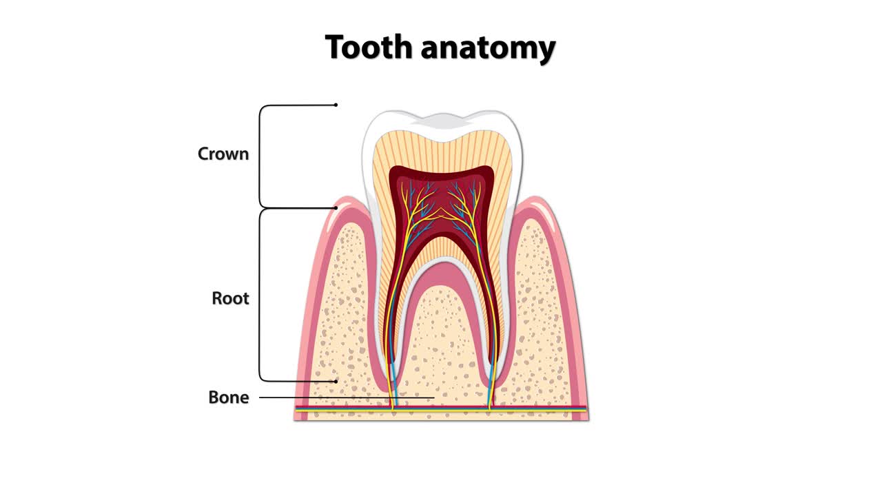 Animated cross-section of a human tooth gradually adds labeled parts, highlighting enamel, dentin, pulp, gum, root canal, and blood vessels with clear vector graphics