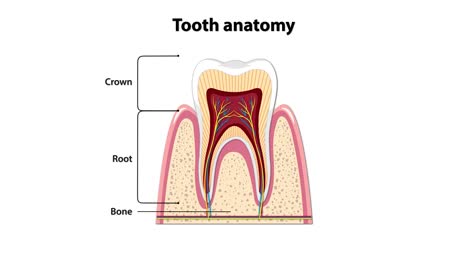 animated cross-section of a human tooth gradually adds labeled parts, highlighting enamel, dentin, pulp, gum, root canal, and blood vessels with clear vector graphics