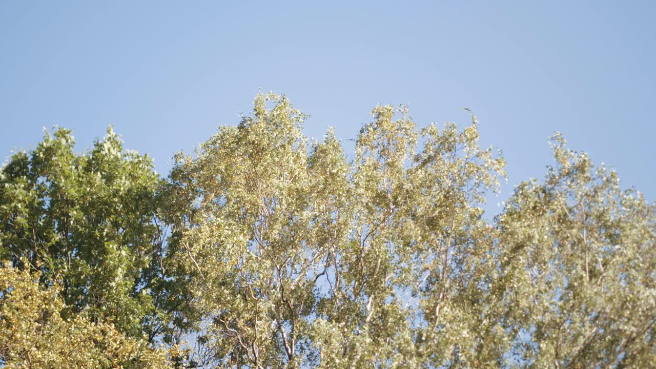 은 파란 하늘을 배경으로 나무
