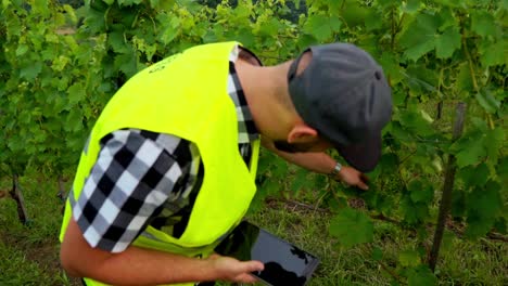 Impresionantes-Imágenes-En-Alta-Definición-De-Un-Inspector-Con-Un-Chaleco-Reflectante-Amarillo-Caminando-Por-Un-Viñedo,-Examinando-Uvas-Y-Hojas-Y-Anotando-Observaciones-En-Una-Tableta.