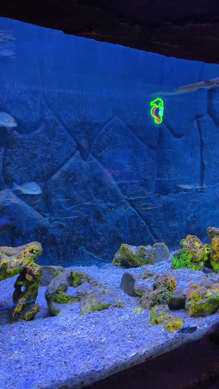Ikan Tropis Kecil Berenang di Akuarium Dekoratif