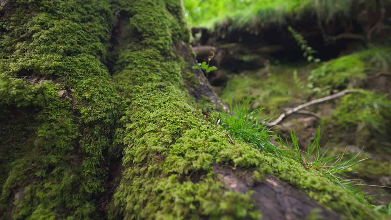Handheld shot of the root of a tree with moss in the forest, exterior