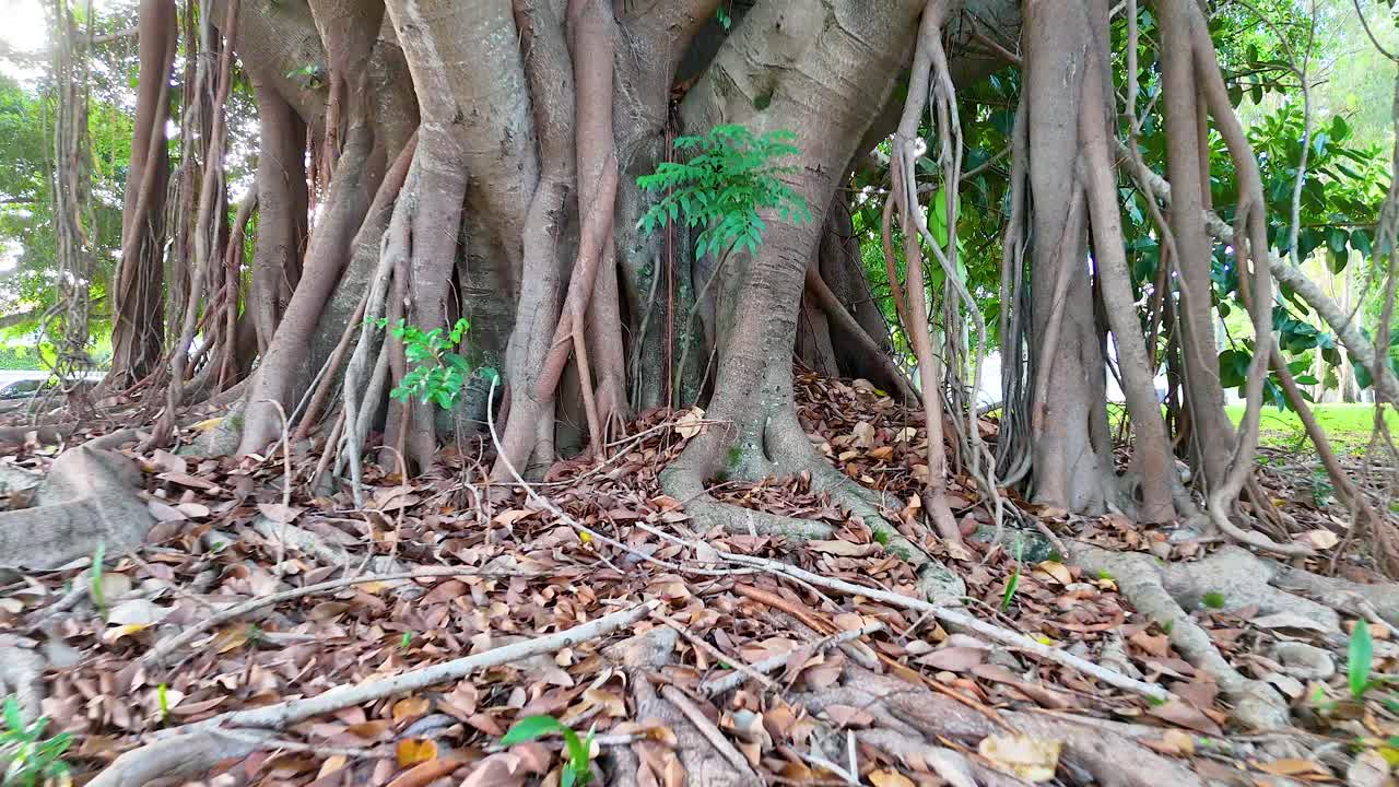 A serene banyan tree with sprawling roots in a lush park setting, captured in natural daylight