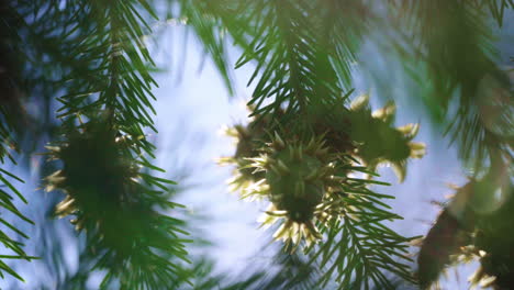 Branches with young cones and green needles of abies growing in forest
