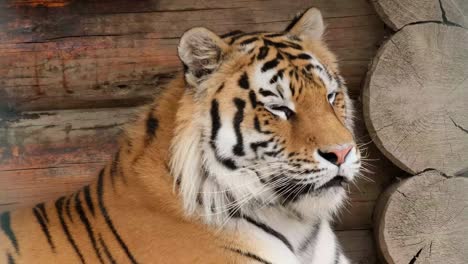 the royal tiger looks into the camera. wild beasts
