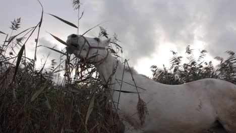 White-horse-grazing-in-a-rush-field