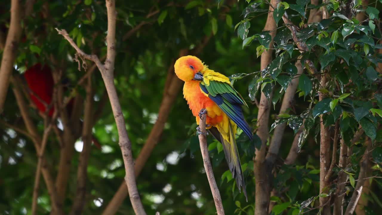 visto en la parte superior de su percha acicalándose su ala derecha y luego mira a su alrededor con curiosidad, sun conure o sun perico, aratinga solstitiali, sudamérica
