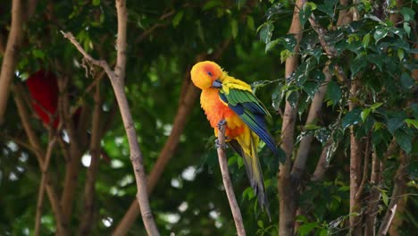 seen on top of its perch preening its right wing then looks around curiously, sun conure or sun parakeet, aratinga solstitiali, south america