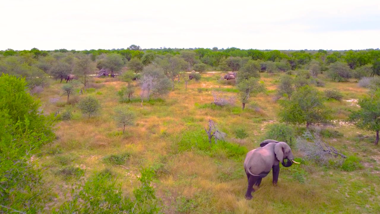 Vill afrikansk elefant, dyrelivssafari, naturlig habitat, pattedyr, grå hud, planteeter.