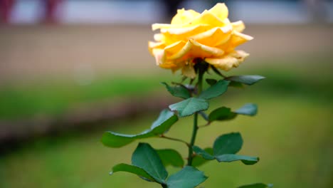 Rose-flowers-Blooming-in-the-garden-4