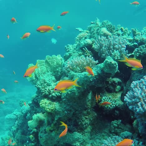 ecosystem of a coral reef with a lot of fish red sea anthias 6