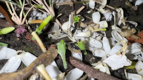 ants working at night time 2