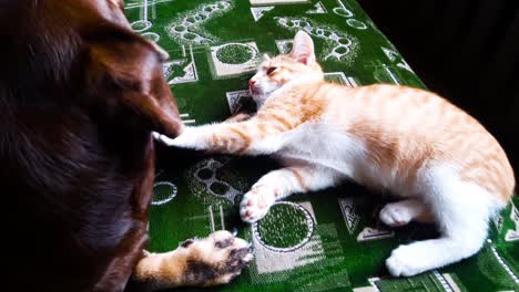 young ginger kitten together with sausage dog