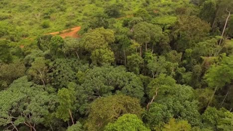 vista aérea de drones hacia árboles verdes de la selva, en una selva tropical africana, en un día nublado, en el bosque de nanga eboko, haute-sanaga, sur de camerún