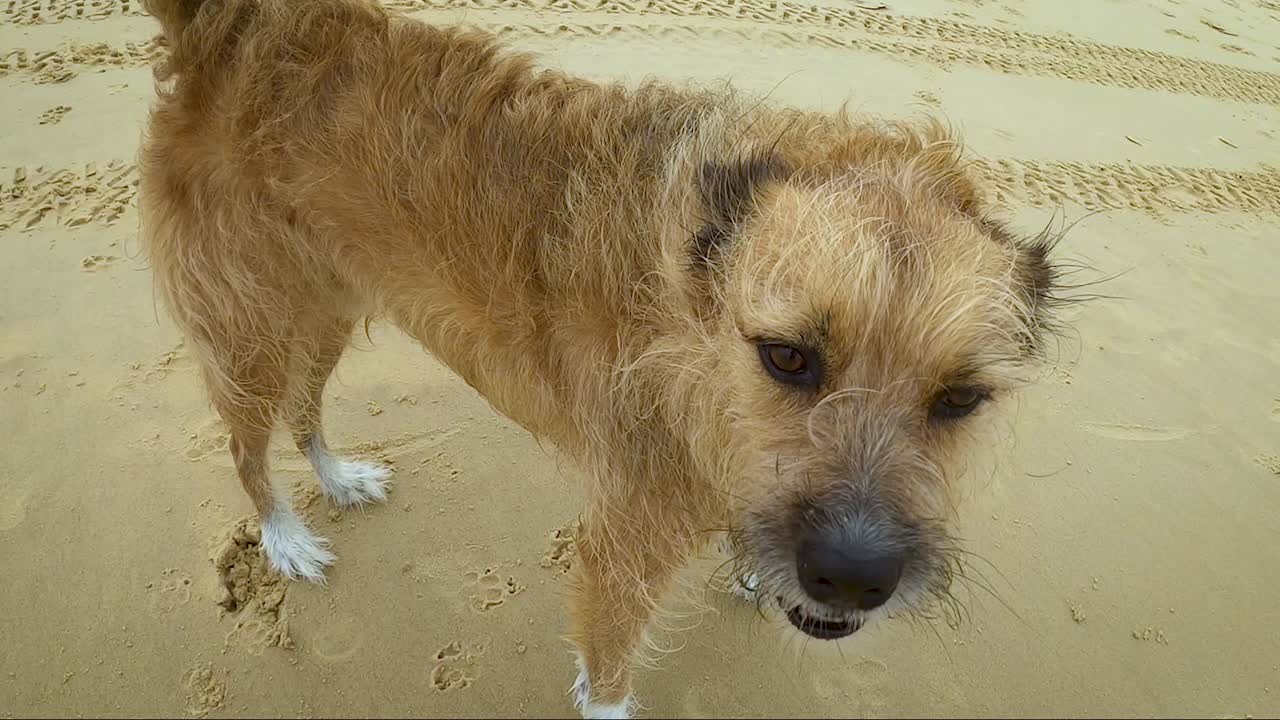 A mean looking stray scruffy mongrel of a dog is abandoned on a beach