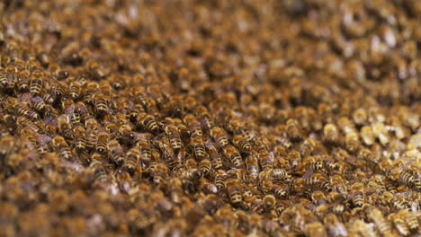 swarm of bees enters hive behind queen