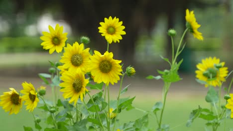 los girasoles están floreciendo en el jardín.