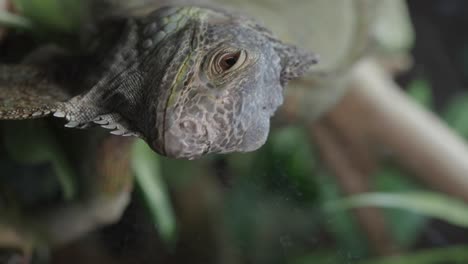 close-up of an iguana's head