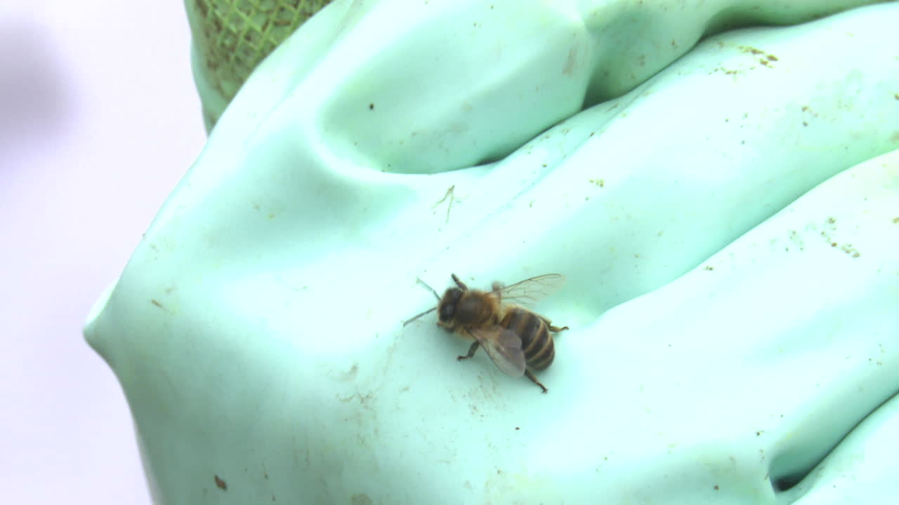 Bee on a light-green glove