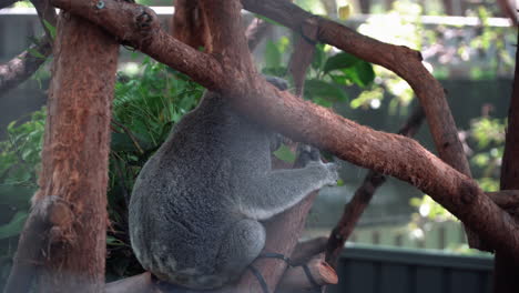 back view of a koala perching on the tree branch at koala hospital in port macquarie, australia - wide shot