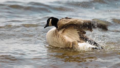 Gorgeous-Canadian-goose-flapping-its-wings-splashing-water-in-the-Ottawa-River