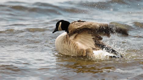 hermoso ganso canadiense batiendo sus alas salpicando agua en el río ottawa
