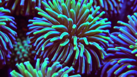 vibrant fluorescent coral or anemone underwater