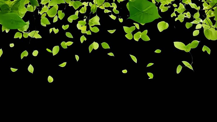 Floating green leaves animated overlay, transparent 4K video, alpha channel, ProRes 4444