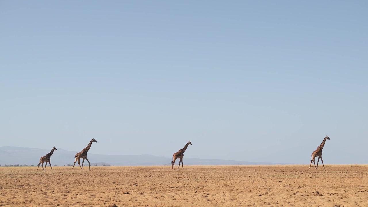 Afrikan villieläimiä safarilla: Kirahviperhe ja muita Afrikan eläimiä Amboseli-järven kuivuneella järvenpohjalla kauniissa kuivan kauden maisemassa Keniassa.