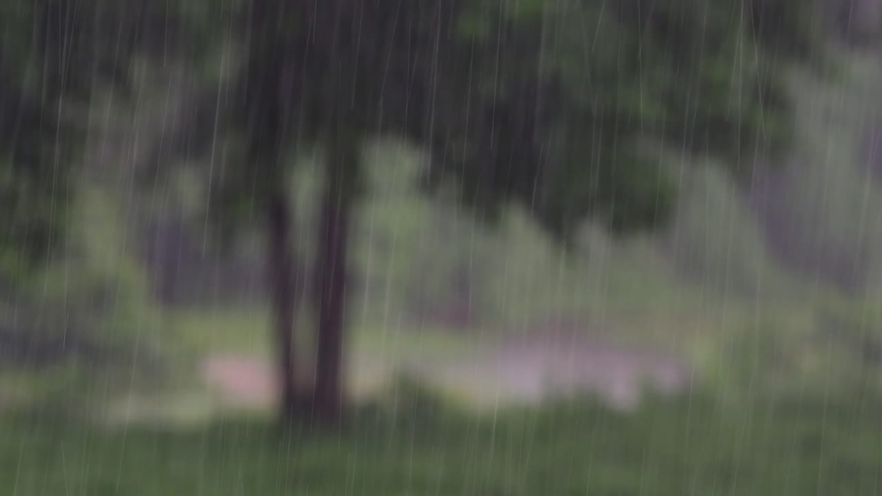 Rain comes in the jungle anytime and one must enjoy the most out of it