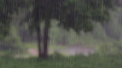 rain comes in the jungle anytime and one must enjoy the most out of it